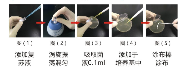 定量菌株