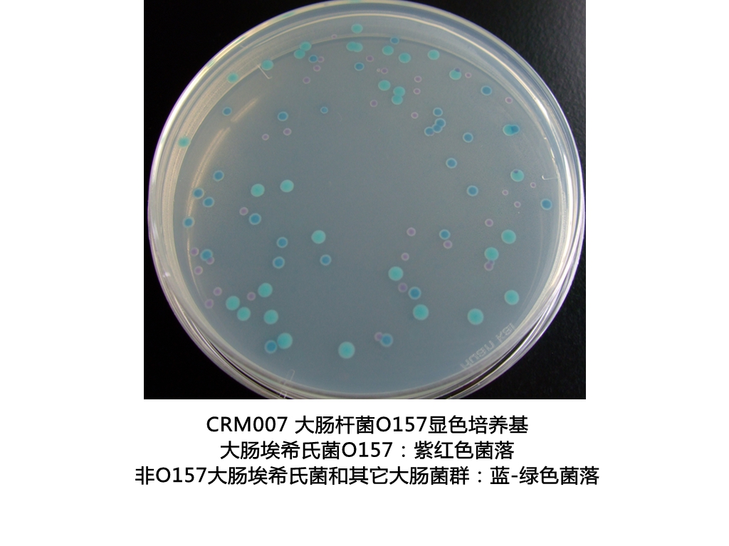 大腸桿菌O157:H7顯色培養(yǎng)基生物圖冊(cè)