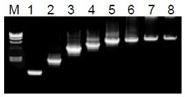 50μL 擴(kuò)增體系中，λDNA 為模板，擴(kuò)增 1kb~20kb 片段。