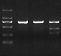  T7E1法檢測(cè)突變體