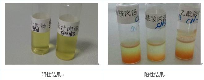 將產(chǎn)熒光的菌落的純培養(yǎng)物接種到乙酰胺肉湯中36℃培養(yǎng)24h，加入鈉氏試劑