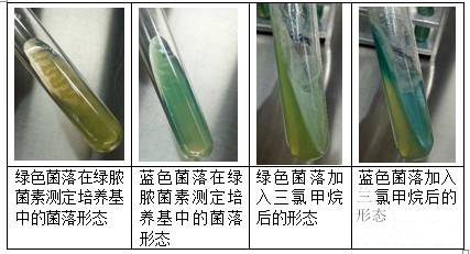 綠膿菌素測定培養(yǎng)基中加入三氯甲烷后的顏色