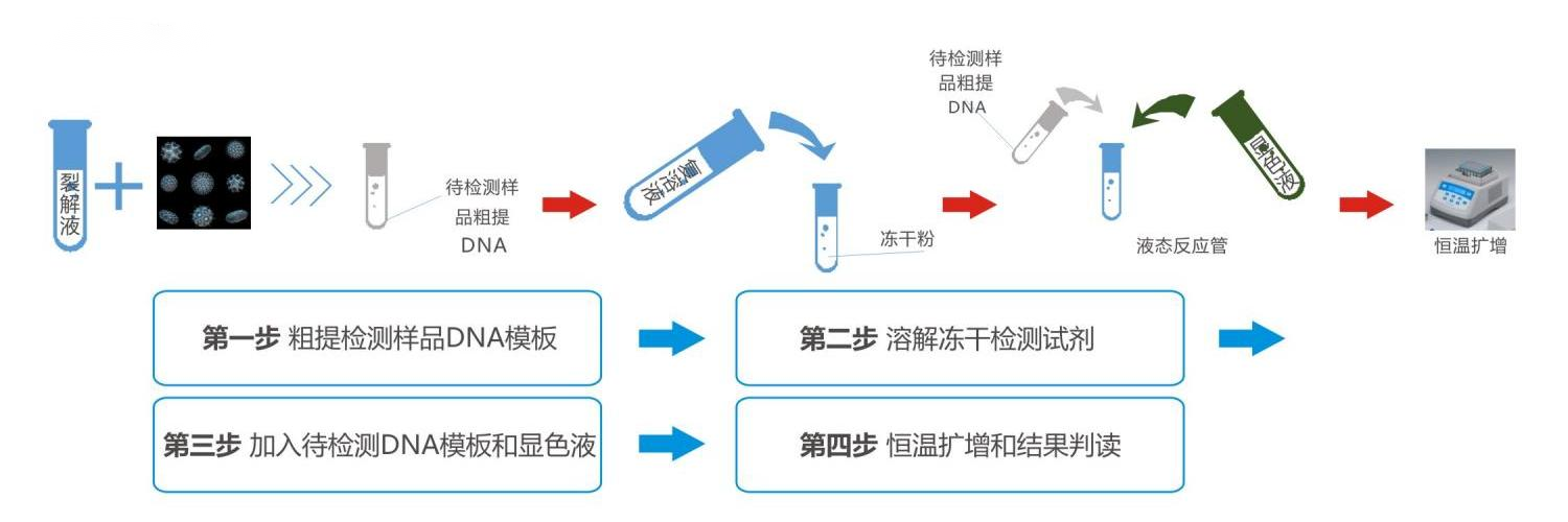 恒溫熒光法核酸快速檢測試劑盒操作流程