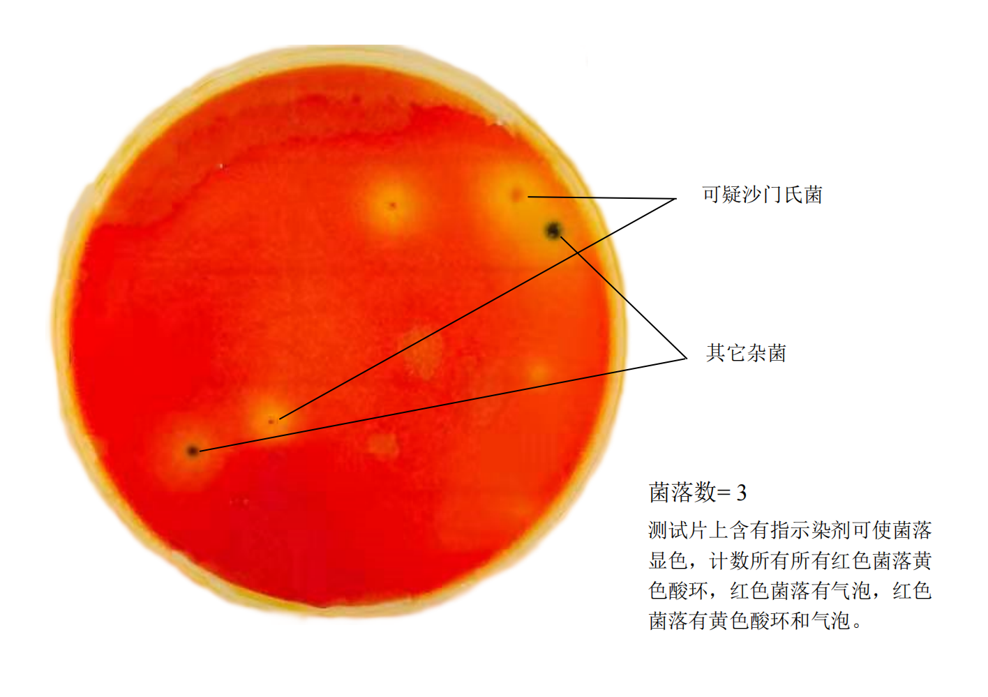 沙門氏菌測試片判讀手冊