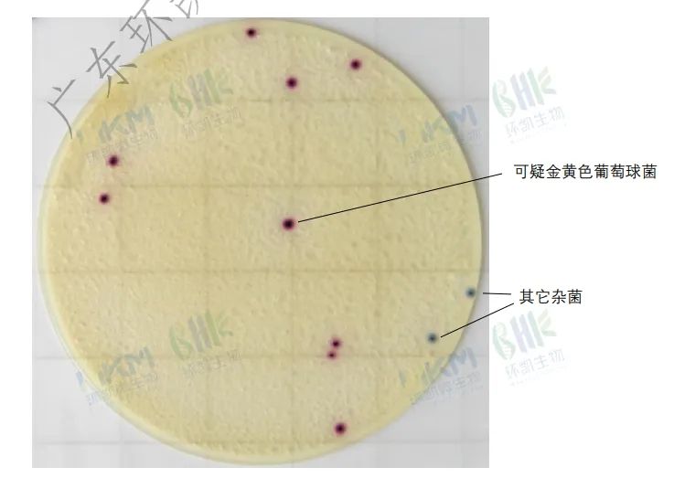 金黃色葡萄球菌測試片